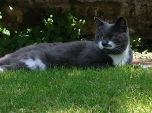 William in the garden